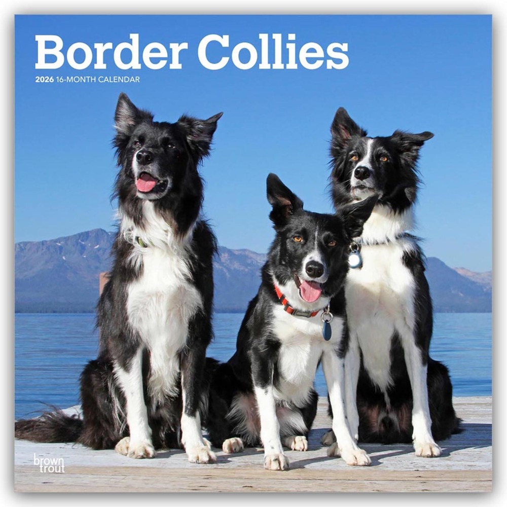 Border Collies 2026 - 16-Monatskalender main product photo