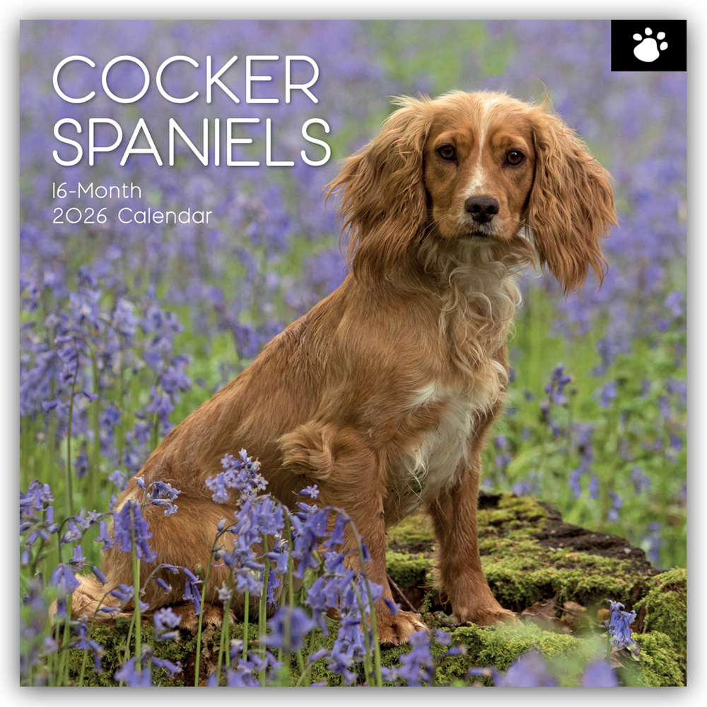 Cocker Spaniels 2026 - 16-Monatskalender main product photo