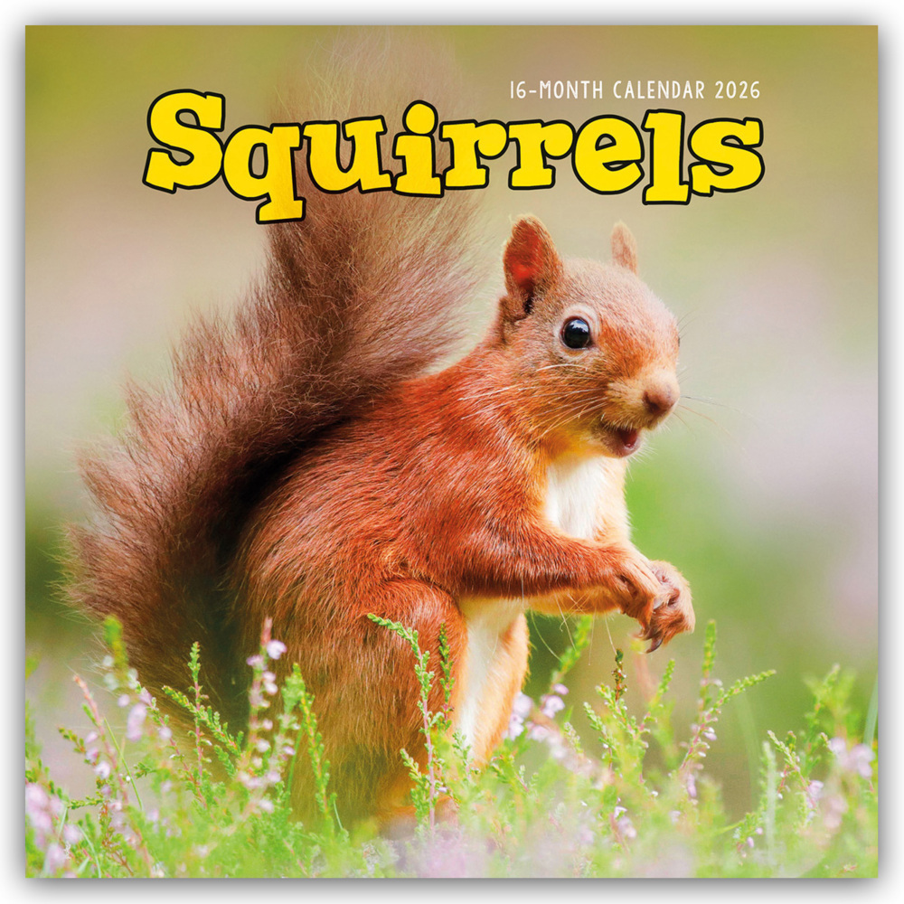 Squirrels - Eichhörnchen 2026 - Wand-Kalender main product photo