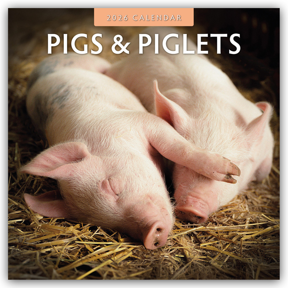 Pigs & Piglets - Schweine & Ferkel 2026 - 16-Monatskalender main product photo