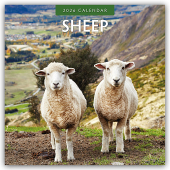 Sheep - Schafe 2026 - 16-Monatskalender
