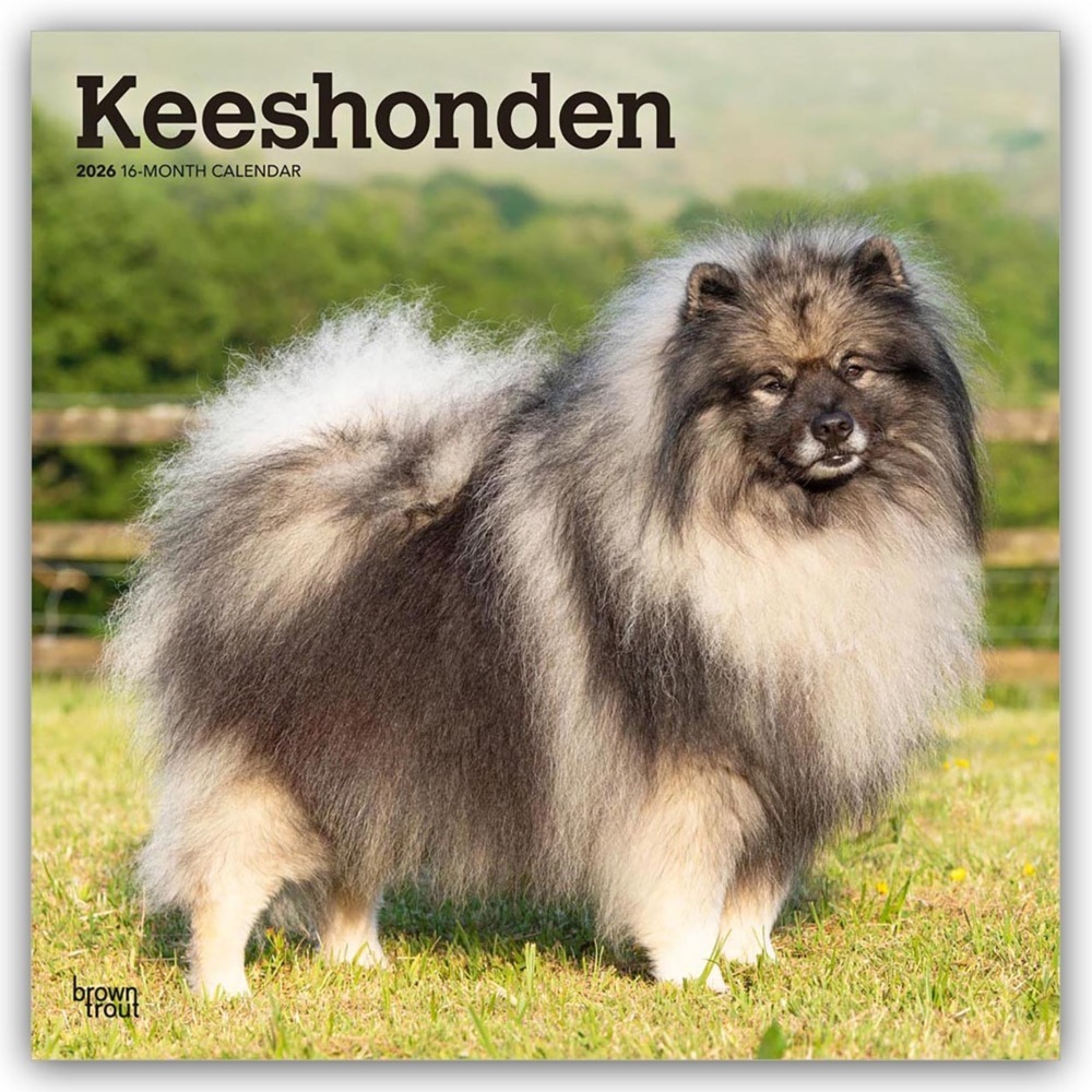 Keeshonden - Wolfsspitz 2026 - 16-Monatskalender main product photo