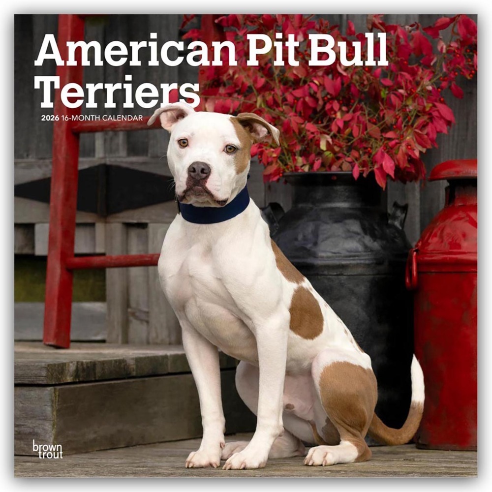 American Pit Bull Terriers 2026 - 16-Monatskalender main product photo