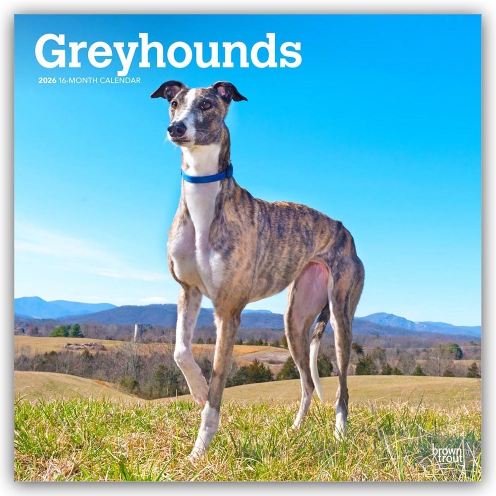 Greyhounds - Windhunde 2026 - 16-Monatskalender main product photo