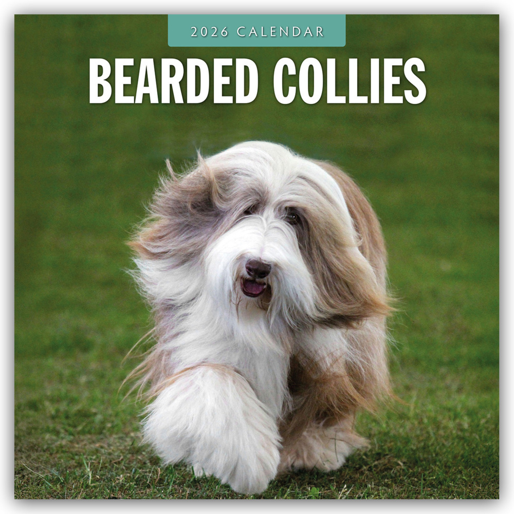 Bearded Collies - Bearded Collie 2026 - 16-Monatskalender main product photo