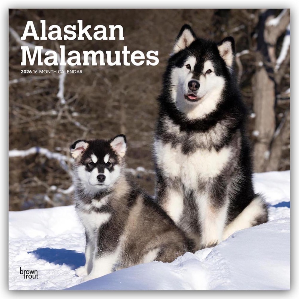Alaskan Malamutes 2026 - 16-Monatskalender main product photo