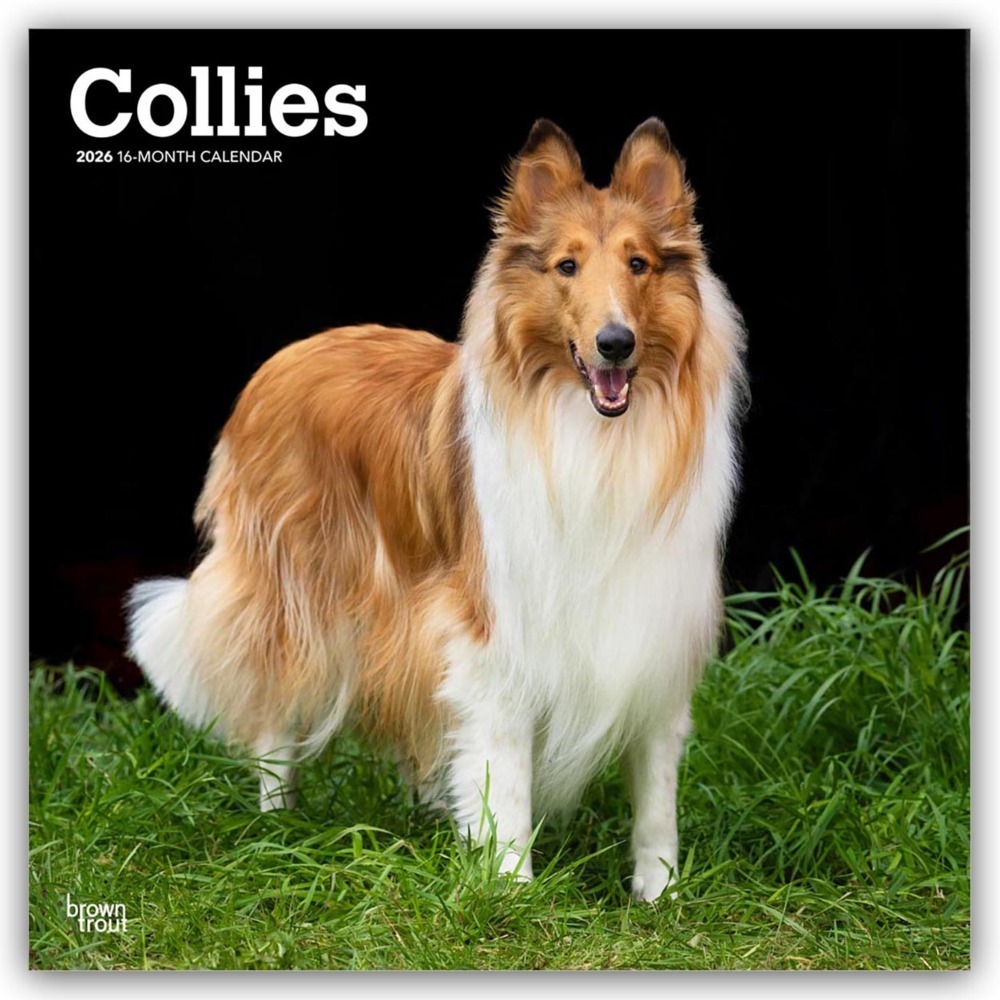 Collies - Langhaarcollie 2026 - 16-Monatskalender main product photo