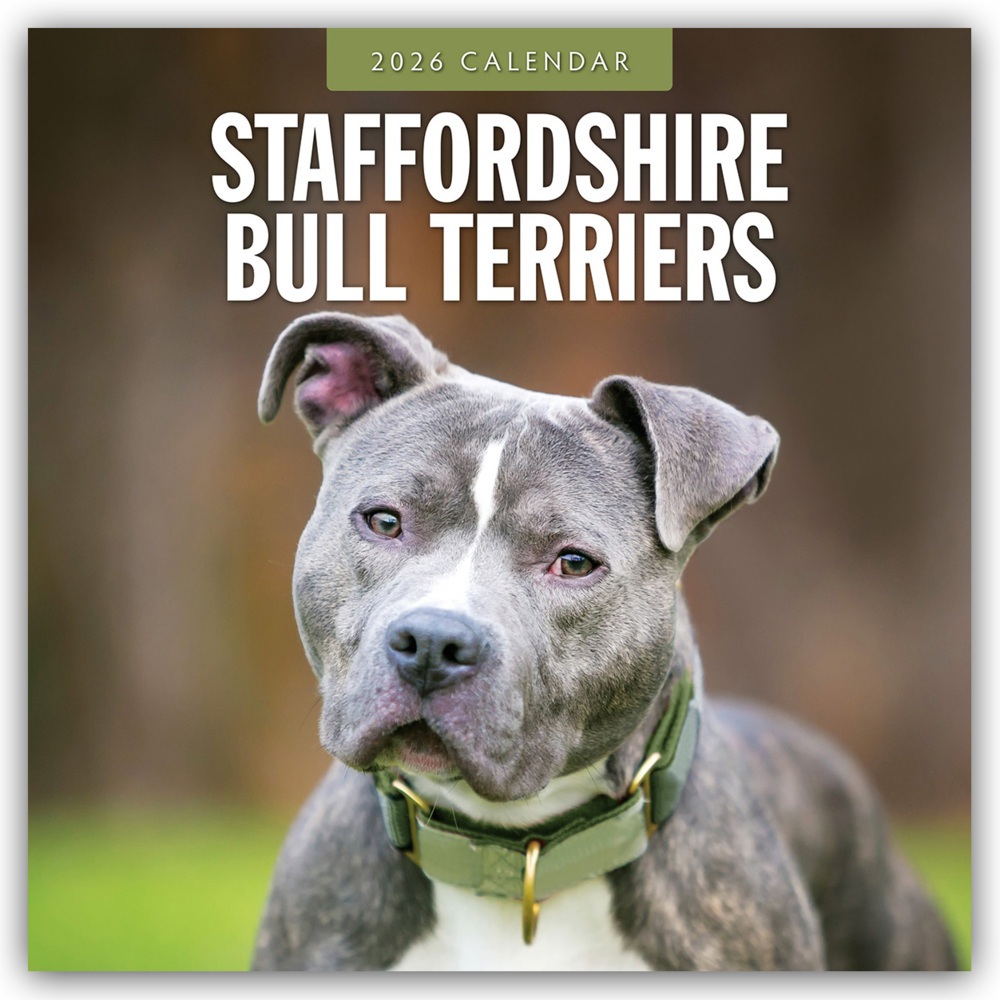 Staffordshire Bull Terriers - Staffordshire Bullterrier 2026 - 16-Monatskalender main product photo