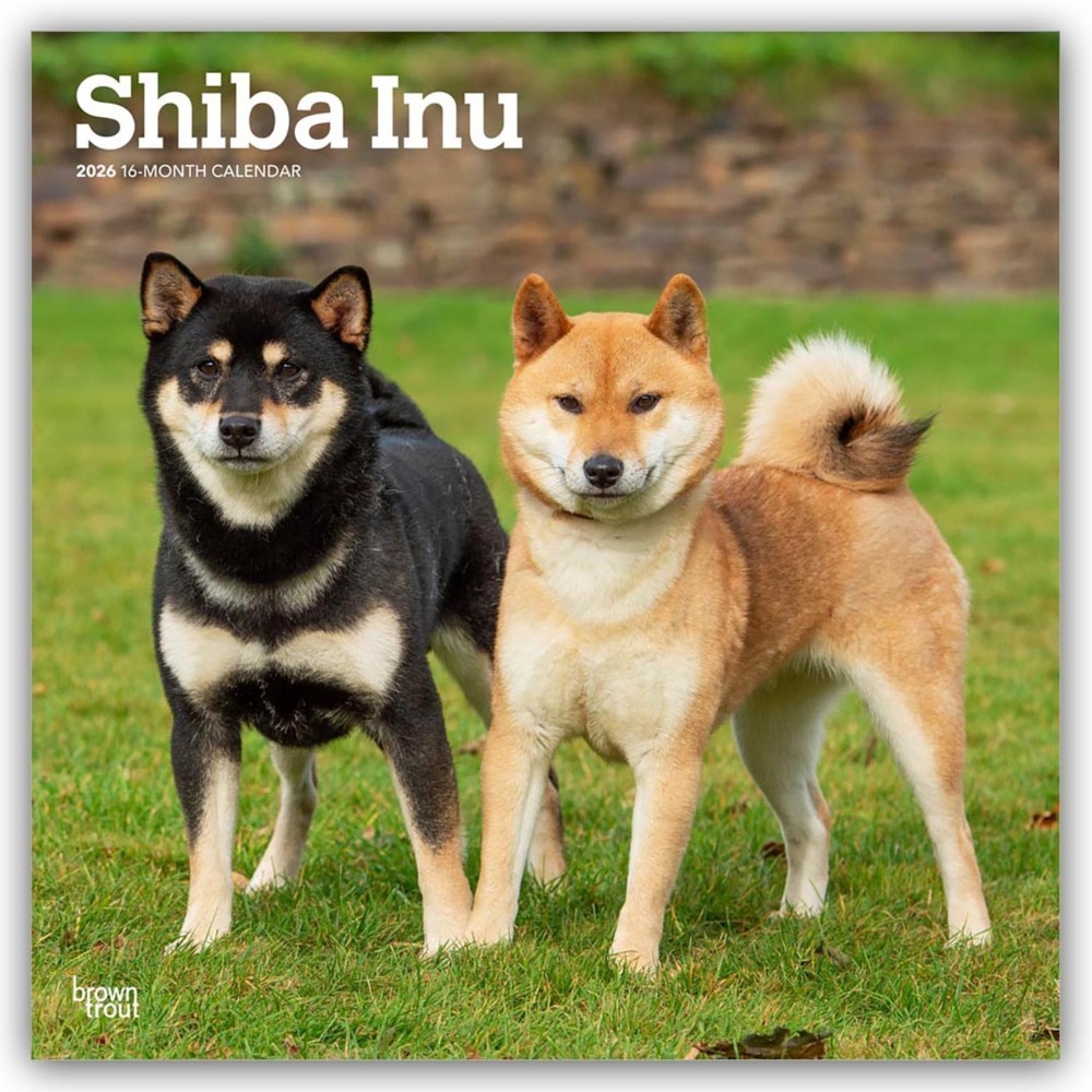 Shiba Inu - Shiba 2026 - 16-Monatskalender main product photo