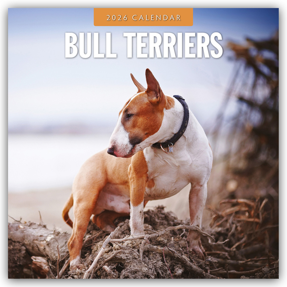 Bull Terriers - Bullterrier 2026 - 16-Monatskalender main product photo