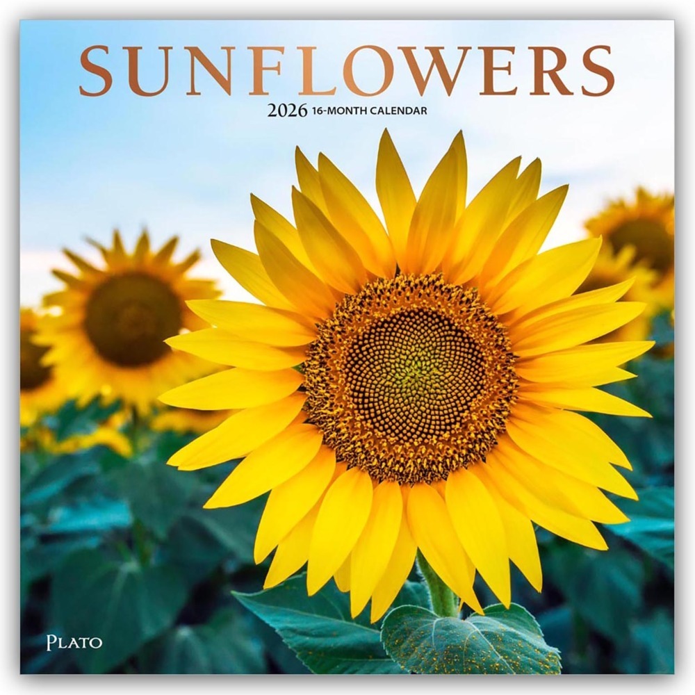 Sunflowers - Sonnenblumen 2026 - 16-Monatskalender main product photo