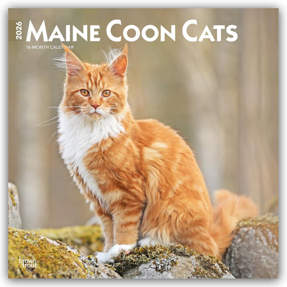 Maine Coon Cats - Maine Coon Katzen 2026 - 16-Monatskalender main product photo