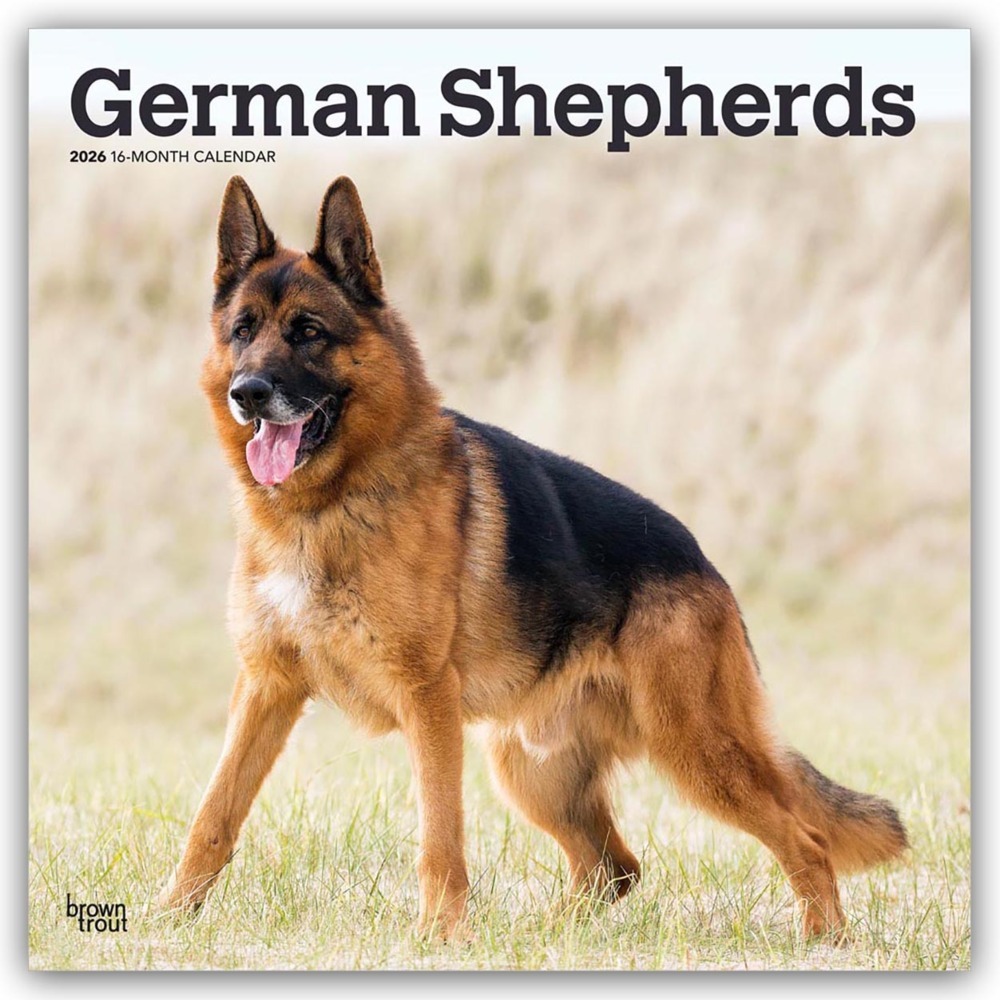 German Shepherds - Deutsche Schäferhunde 2026 - 16-Monatskalender main product photo