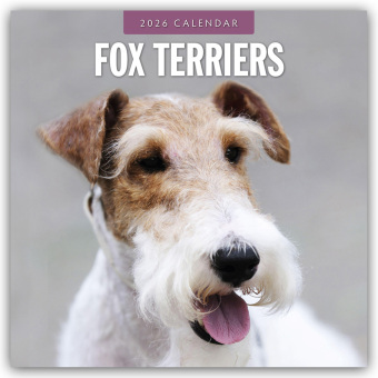 Fox Terriers - Foxterrier 2026 - 16-Monatskalender