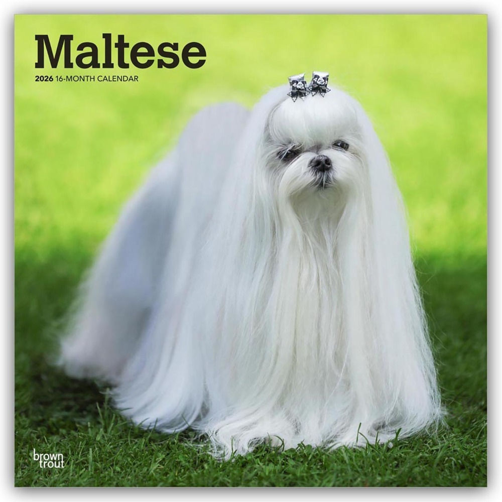 Maltese - Malteser 2026 - 16-Monatskalender main product photo