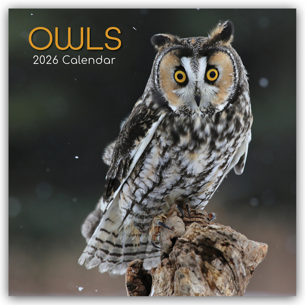 Owls - Eulen 2026 - 16-Monatskalender main product photo