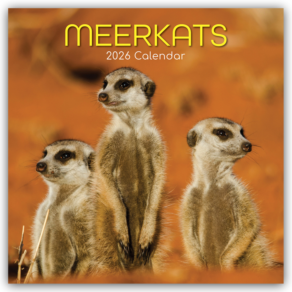 Meerkats - Erdmännchen 2026 - 16-Monatskalender main product photo