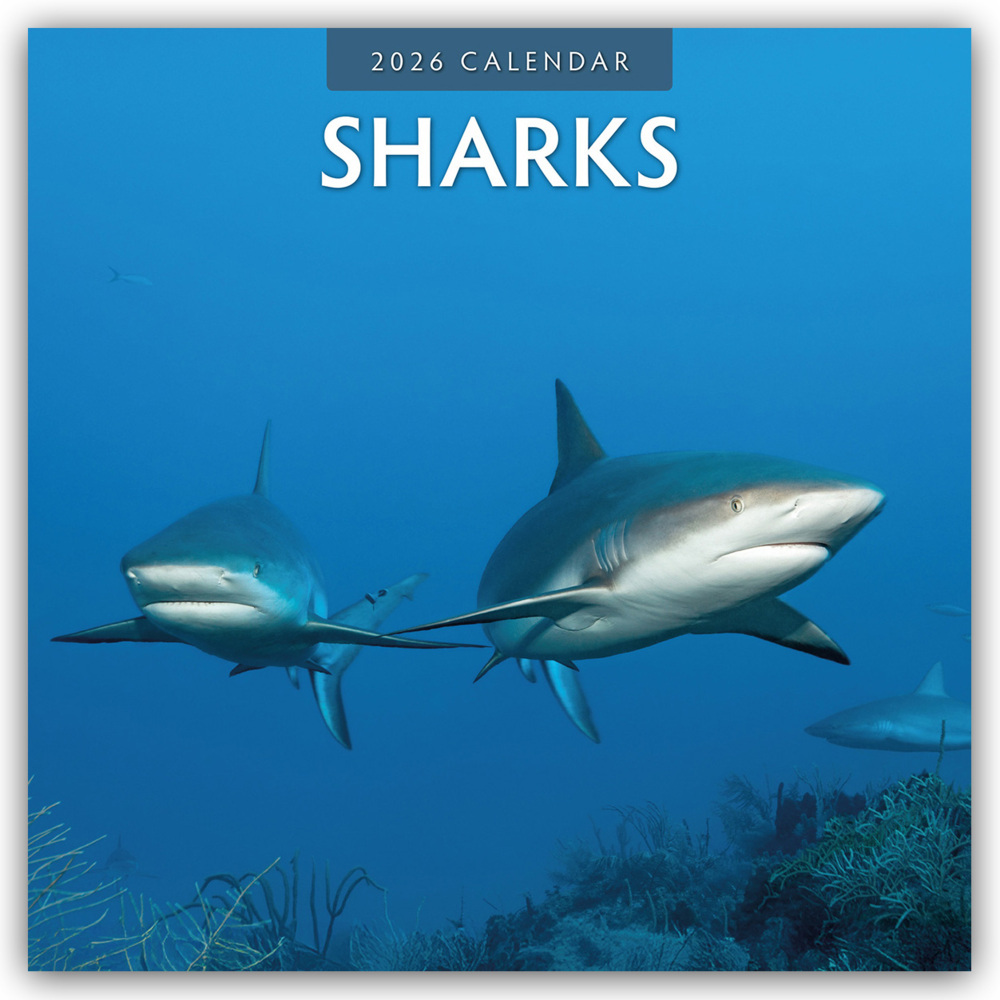 Sharks - Haie 2026 - 16-Monatskalender main product photo
