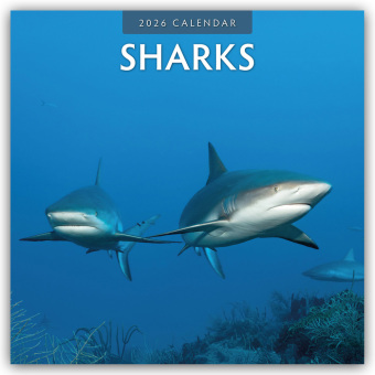 Sharks - Haie 2026 - 16-Monatskalender
