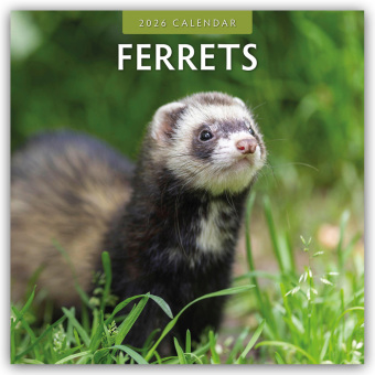 Ferrets - Frettchen 2026 - 16-Monatskalender