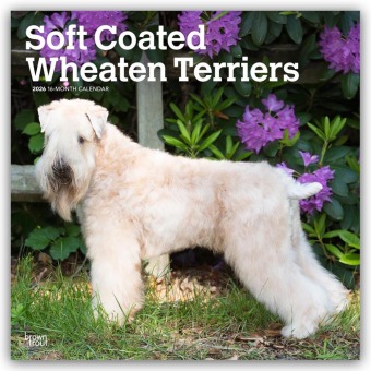 Soft Coated Wheaten Terriers - Soft Coated Wheaten Terrier - 16-Monatskalender