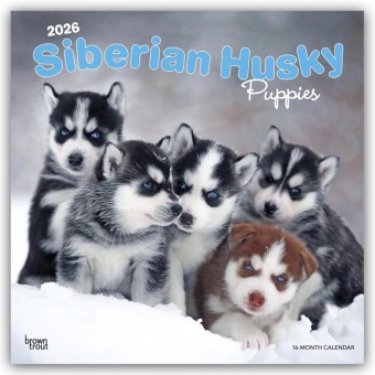 Siberian Husky Puppies - Siberian Husky Welpen 2026 - 16-Monatskalender