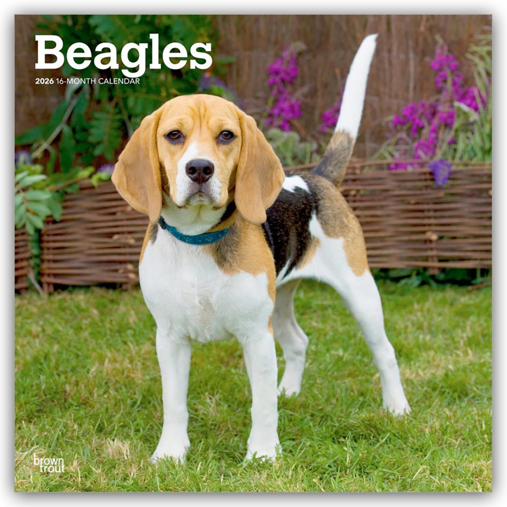 Beagles 2026 - 16-Monatskalender main product photo