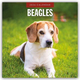 Beagles - Beagle 2026 - 16-Monatskalender