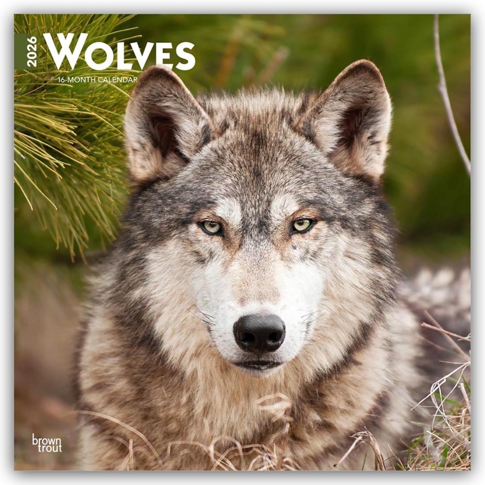 Wolves - Wölfe 2026 - 16-Monatskalender main product photo