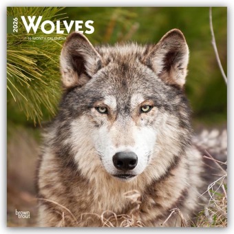 Wolves - Wölfe 2026 - 16-Monatskalender