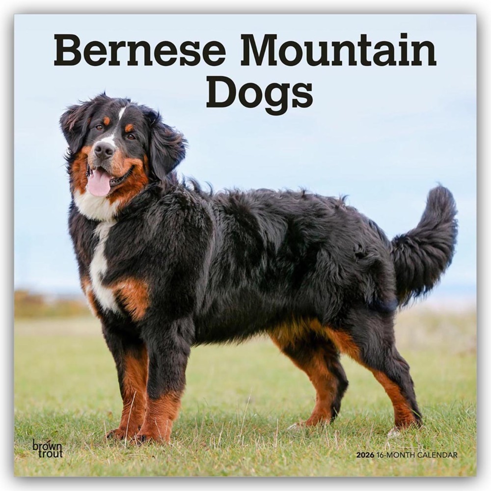 Bernese Mountain Dogs - Berner Sennenhund 2026 - 16-Monatskalender main product photo