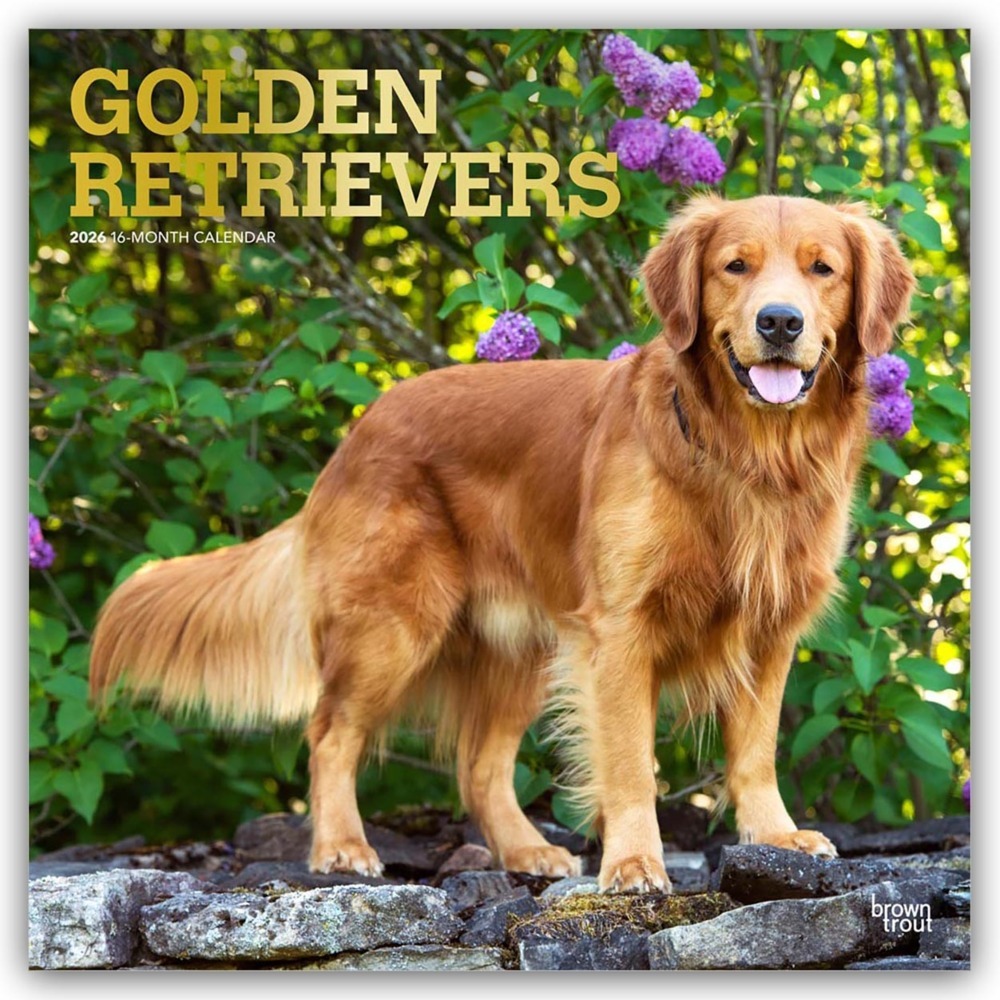 Golden Retrievers - Golden Retriever 2026 - 16-Monatskalender main product photo