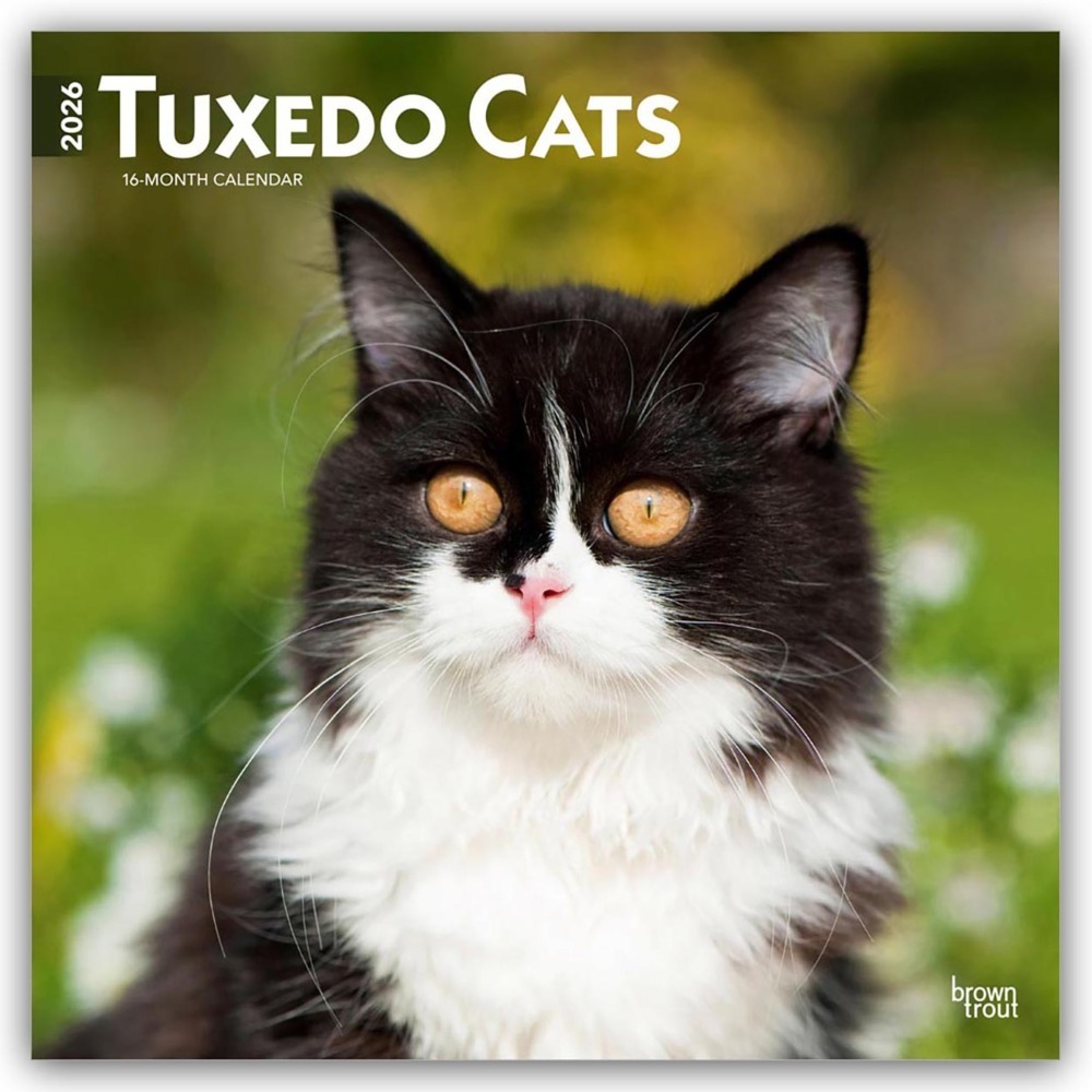 Tuxedo Cats - Tuxedo Katzen 2026 - 16-Monatskalender main product photo