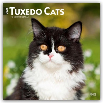 Tuxedo Cats - Tuxedo Katzen 2026 - 16-Monatskalender