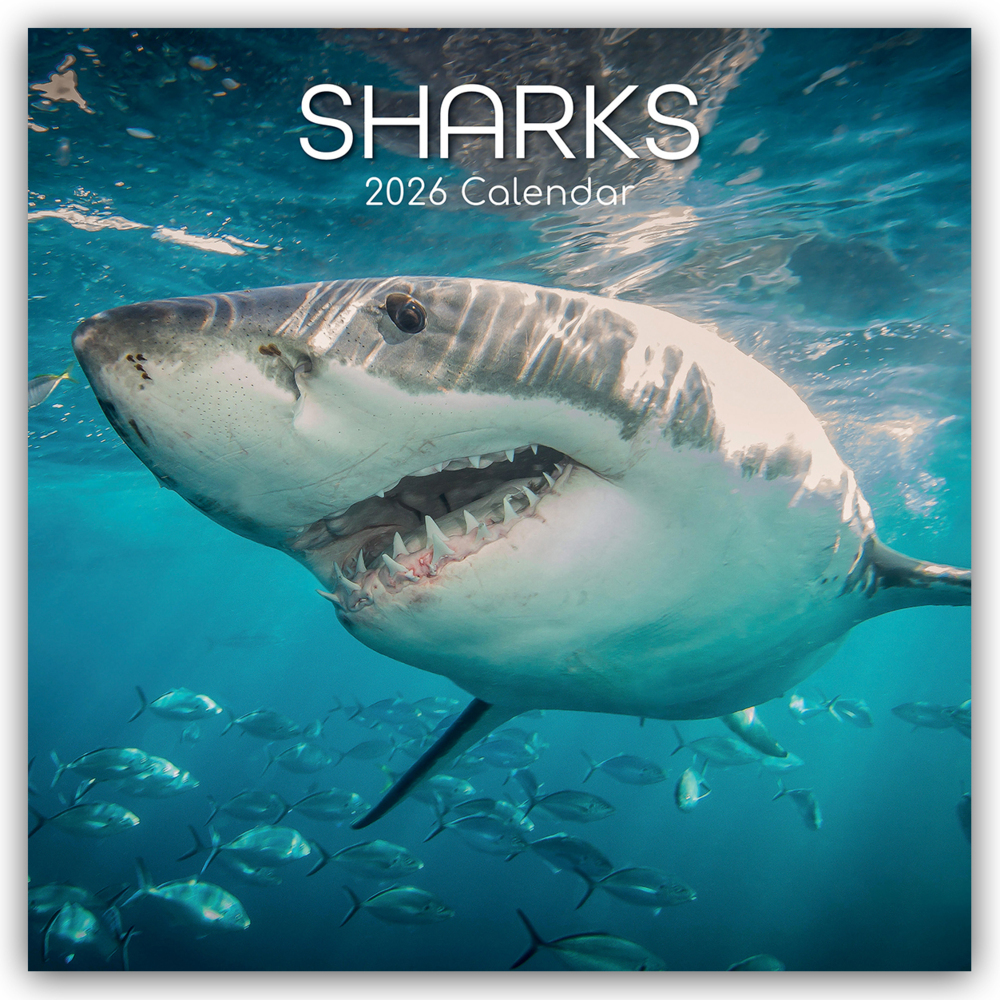 Sharks - Haie 2026 - 16-Monatskalender main product photo