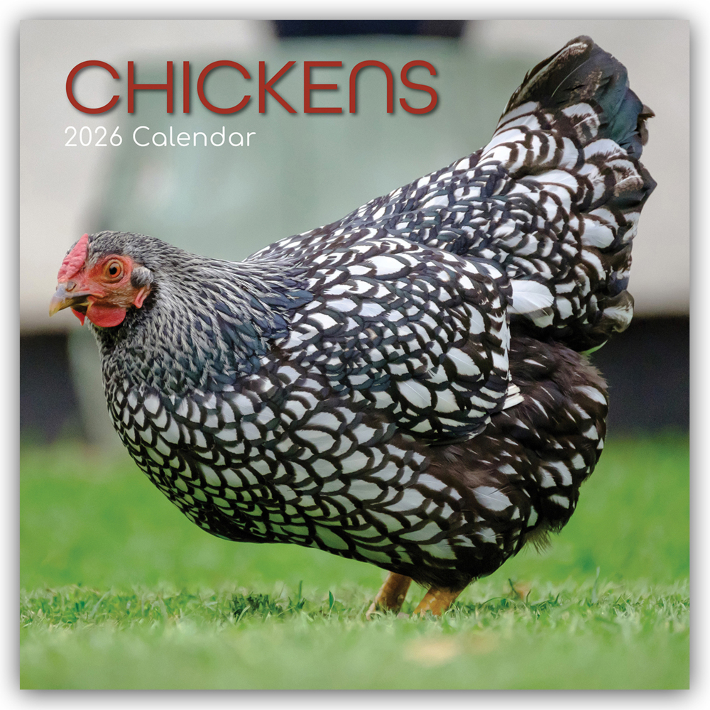 Chickens - Hühner 2026 - 16-Monatskalender main product photo