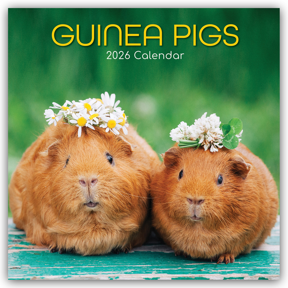 Guinea Pigs - Meerschweinchen 2026 - 16-Monatskalender main product photo