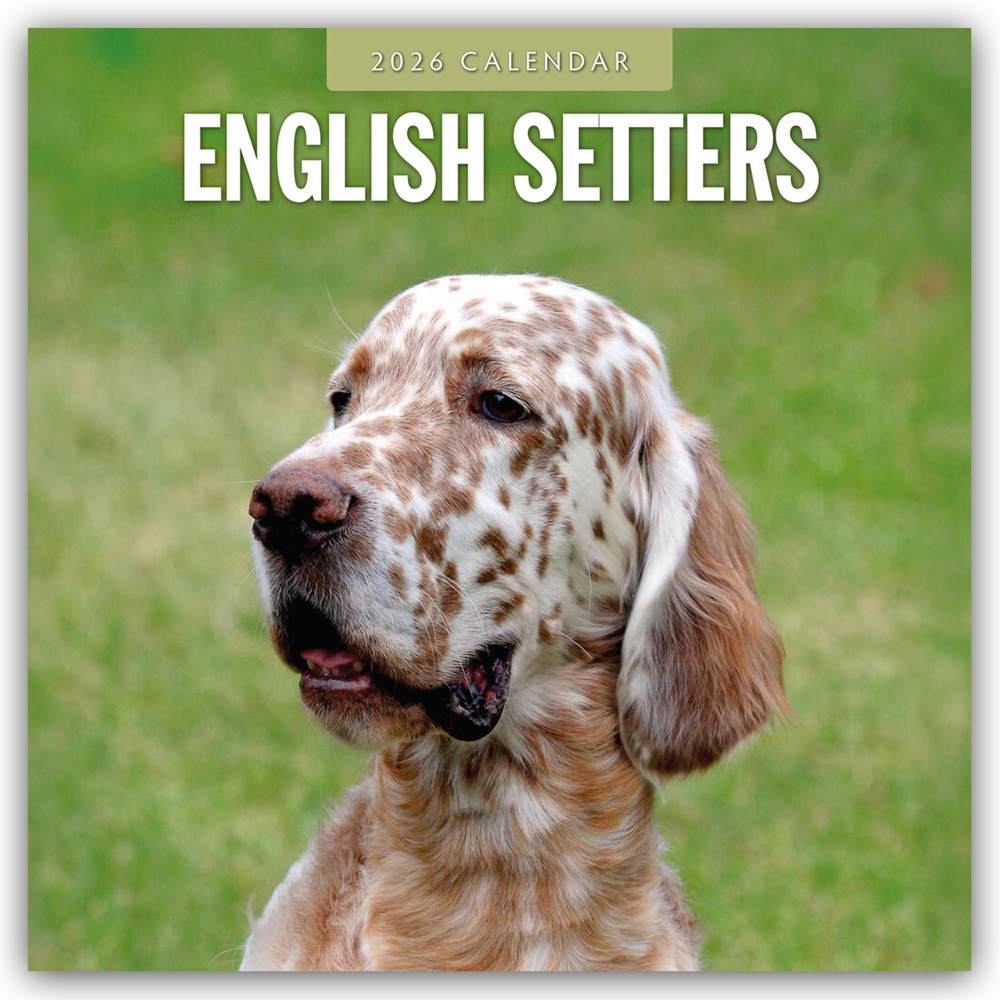English Setters - Englisch Setter 2026 - 16-Monatskalender main product photo