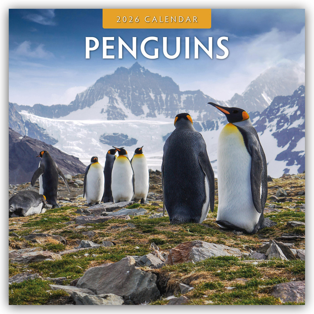 Penguins - Pinguine 2026 - 16-Monatskalender main product photo