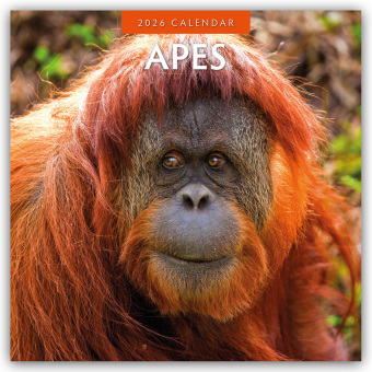 Apes - Affen 2026 - 16-Monatskalender