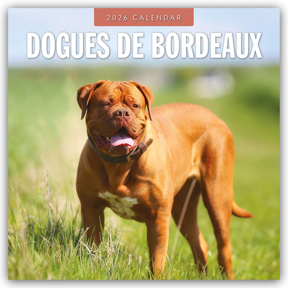Dogues de Bordeaux - Bordeauxdoggen - Bordeaux Doggen 2026 - 16-Monatskalender main product photo