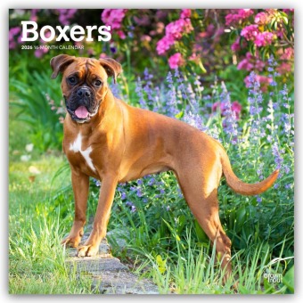 Boxers - Boxer 2026 - 16-Monatskalender