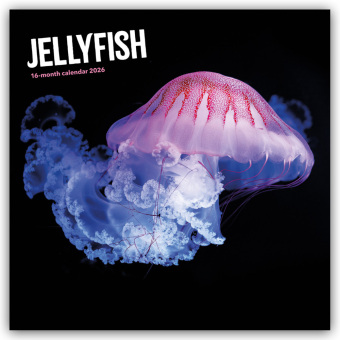 Jellyfish - Quallen 2026 - Wand-Kalender