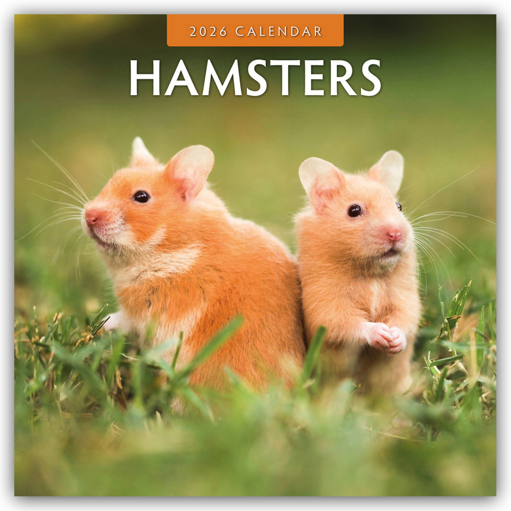 Hamsters - Hamster 2026 - 16-Monatskalender main product photo
