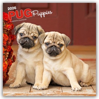 Pug Puppies - Mops Welpen 2026 - 16-Monatskalender