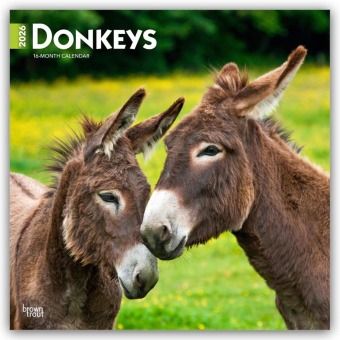 Donkeys - Esel 2026 - 16-Monatskalender