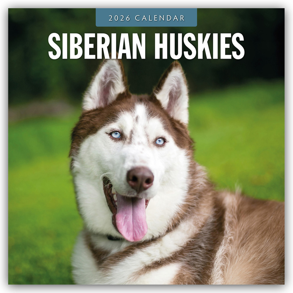 Siberian Huskies - Sibirischer Husky - Sibirische Huskys 2026 - 16-Monatskalender main product photo