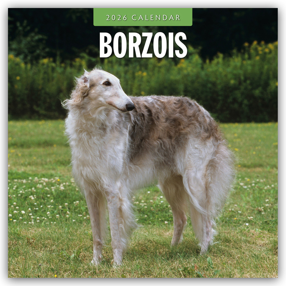 Borzois - Barsoi - Barzaia - Russischer Wolfshund 2026 - 16-Monatskalender main product photo
