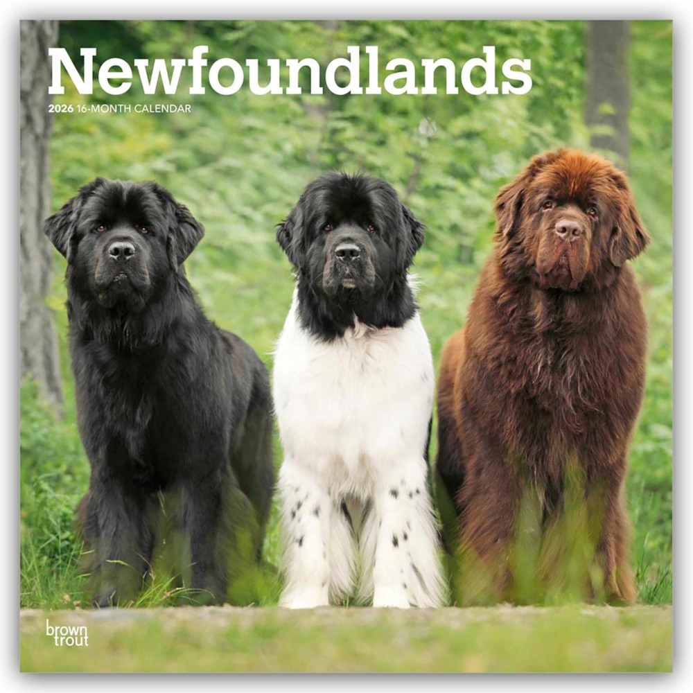 Newfoundlands - Neufundländer 2026 - 16-Monatskalender main product photo