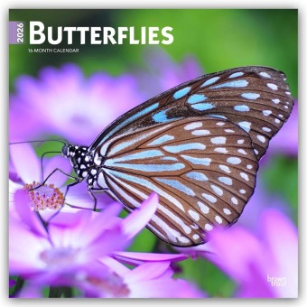 Butterflies - Schmetterlinge 2026 - 16-Monatskalender